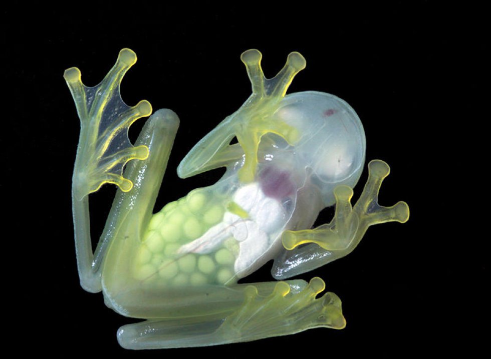 En esta fotografía se puede visualizar los huevos dentro de esta rana de cristal de la especie 'Hyalinobatrachium colymbiphyllum'.