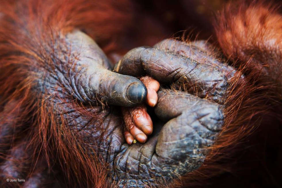 El momento conmovedor de un orangután agarrando la pequeña mano de su cría, Borneo, Indonesia.