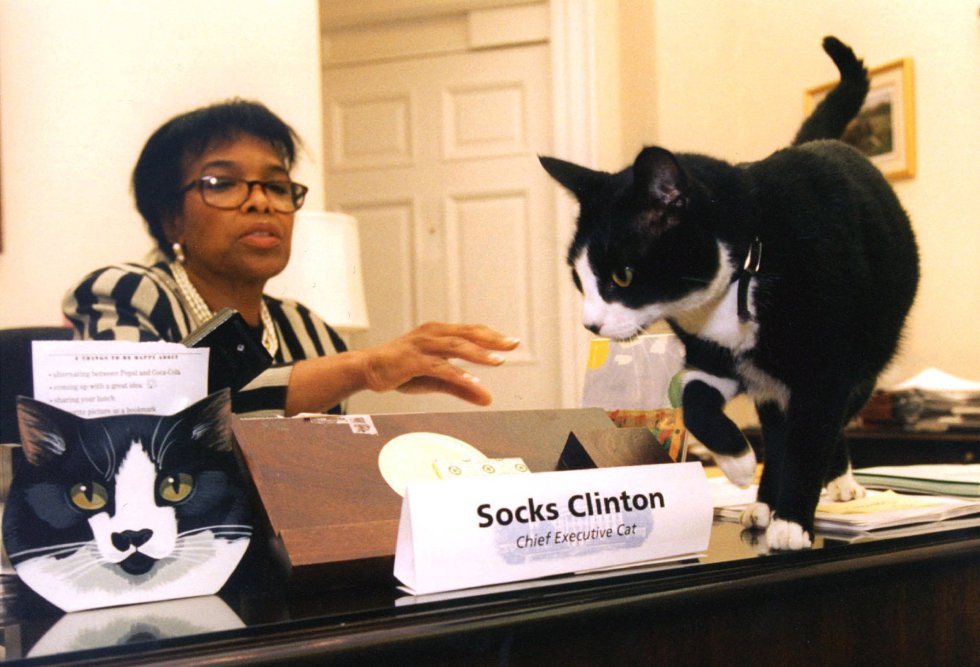 Resultado de imagen para gato socks clinton