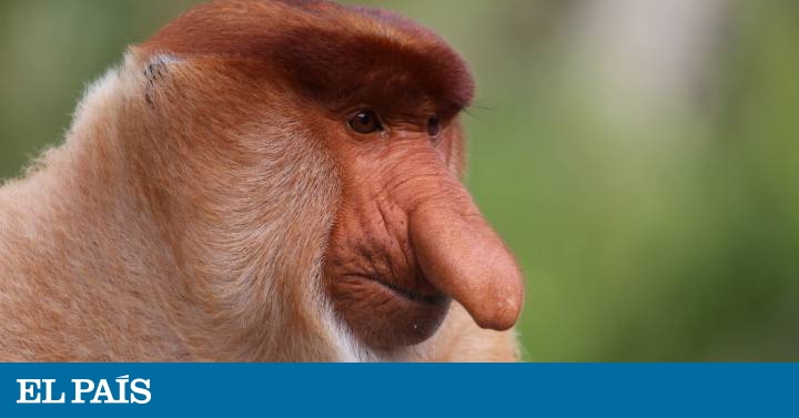 El Mono Que Desarrolla Una Nariz Enorme Para Tener Mas Sexo Y Garantizar La Paz Ciencia El Pais