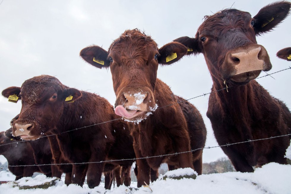 Terneras comen nieve en Denby Dale (Inglaterra), el 27 de febrero.