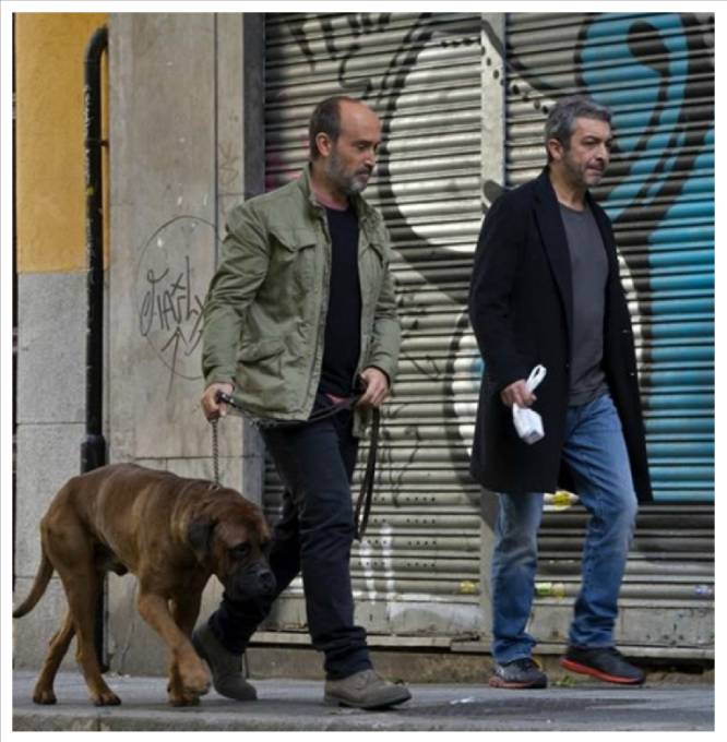  Una España que se puede recorrer saltando de caca de perro en caca de perro es ya, afortunadamente, un paisaje del pasado. Tanto el mobiliario urbano como la legislación han actuado en los últimos años para que las heces caninas desaparezcan de calles y parques. En 2001 se instalaban en Madrid los conocidos como “sanecanes”, envases con un dispensador de bolsas para los desechos de los animales. Según la ciudad, las multas eran diferentes. En el año 2015 la oscilación era sorprendente: de 60 euros de multa en Alcobendas (Madrid) a 3.000 en Barakaldo (Vizcaya). Ese mismo año Xátiva (Valencia) imponía un sistema mucho más moderno que ahora se plantea en otras ciudades: tener un registro de ADN de los perros para poder multar sin que haga falta que la autoridad sea testigo del desliz. La alcaldesa de Madrid, Manuela Carmena, está estudiando implantar la misma medida en la capital, donde  según el último censo de animales domésticos  viven 281.339 perros. En la imagen, Javier Cámara y Ricardo Darín en 'Truman' (2015). 