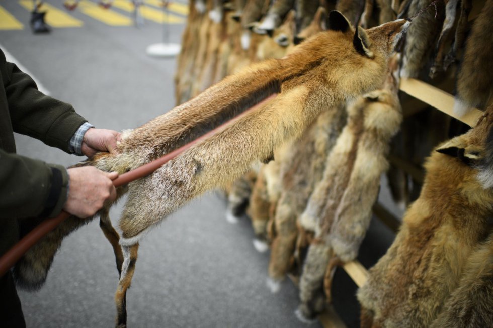 el viento es fuerte rutina superficie Fotos: Venta de pieles de zorro en el mercado tradicional de Thusis, en  imágenes | Actualidad | EL PAÍS
