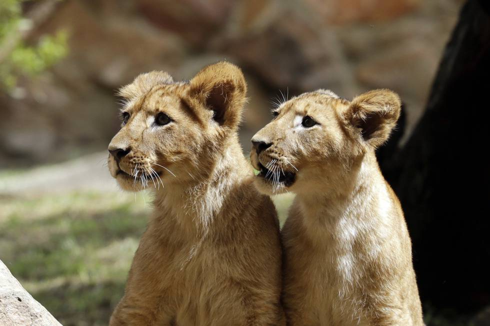 Dos cachorros de león en el zoo de Johannesburgo (Sudáfrica).