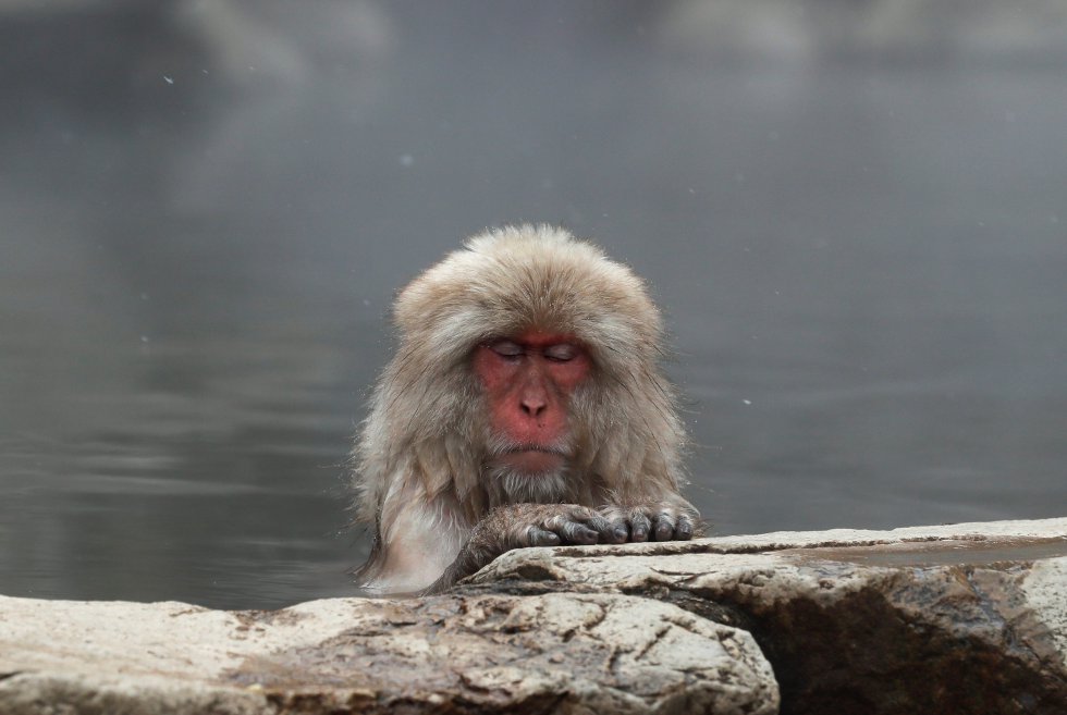 Un macaco japonÃ©s disfruta de un baÃ±o caliente en las aguas termales del Parque de los Macacos de Jigokudani en Yamanouchi (JapÃ³n).