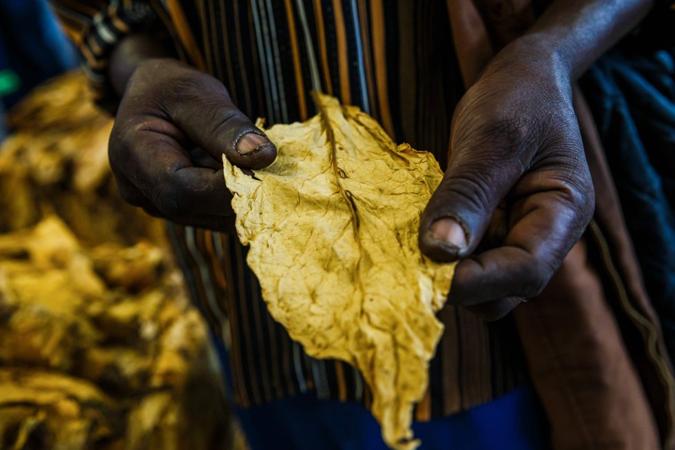 Thomas Chigango, un productor de tabaco, muestra una de las hojas de su producción ante el inicio de temporada de venta en Karoi (Zimbabue). 