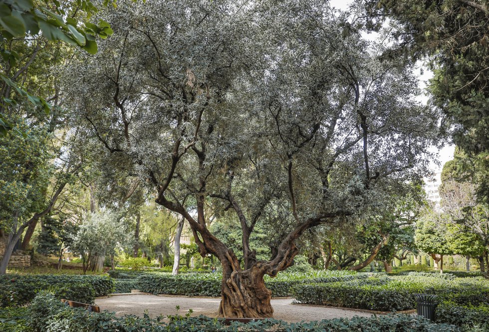 Fotos: Una ruta por los árboles más icónicos de Valencia | Blogs | EL PAÍS