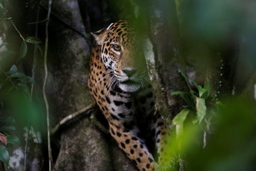Una hembra de jaguar en la Reserva de Mamiraua en Uarini (Brasil). 