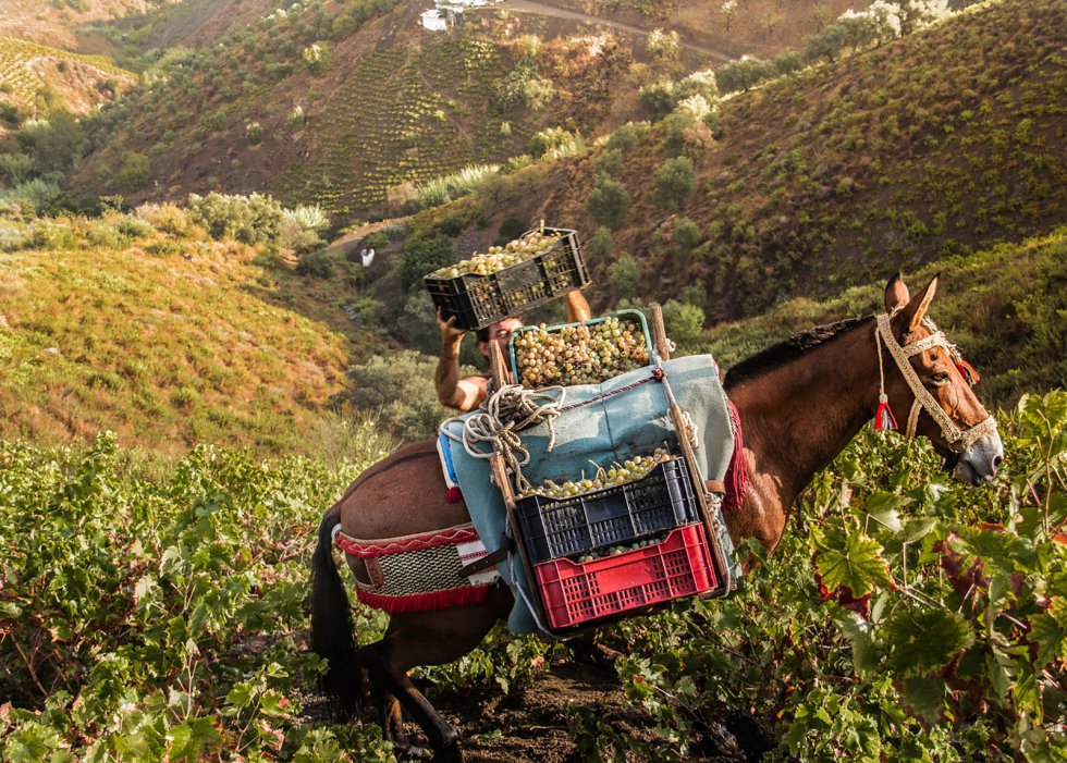 La producción de uvas pasas en la comarca de la Axarquía (Málaga, España) data de hace siglos y ha pasado por distintas civilizaciones manteniendo la mayoría de sus características. El cultivo de uvas moscatel en las zonas montañosas de Málaga se desarrolla en laderas abruptas, y estas luego se procesan con secado al sol. El sistema ayuda a preservar el paisaje, al prevenir la erosión y la desertificación.