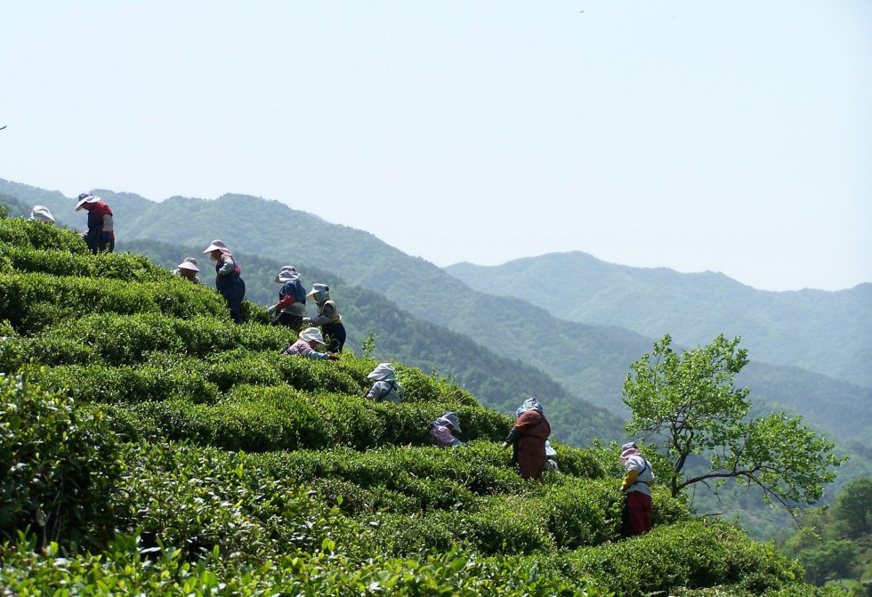 El cultivo tradicional de té en Hadong (Corea del Sur) es una simbiosis. Este sistema es el resultado de 1.200 años de adaptación por parte de la comunidad local al Monte Jiri y sus aledaños. Los habitantes de la zona han preservado la tecnología y cultura del té, característica de esta region, sin dañar el entorno natural que recibieron de sus ancestros. El pueblo Hwagae depende del té, que cultivan alrededor de los templos, en lugar del arroz.