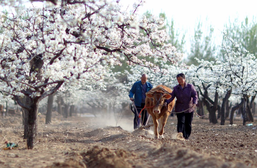 Hay 13 nuevos SIPAM (Sistemas Patrimonio Agrícola Mundial) reconocidos por la FAO. Uno de los recién llegados es el sistema ancestral de moreras del antiguo curso del río amarillo Xiajin, en China, que se establece sobre las tierras arenosas que dejó el río cuando cambió su trazado durante la dinastía Dongzhou. La arboleda de moreras se plantó para controlar las tormentas de arena y obtener sus frutos. Más de 20.000 de estos árboles son centenarios.