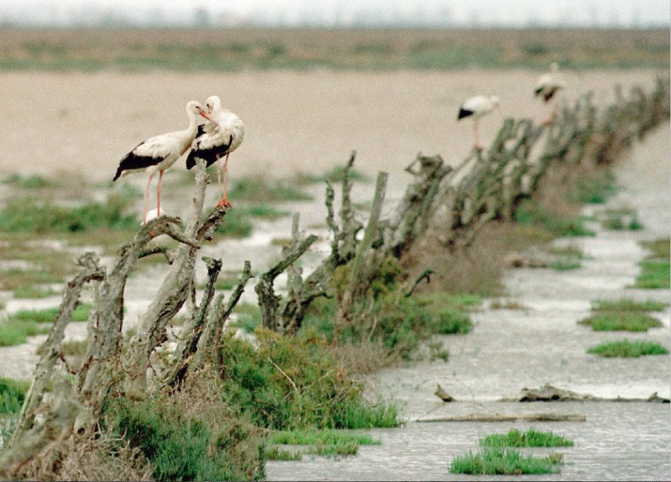 Fotos El Desastre De Aznalcóllar En Imágenes España El PaÍs 5836