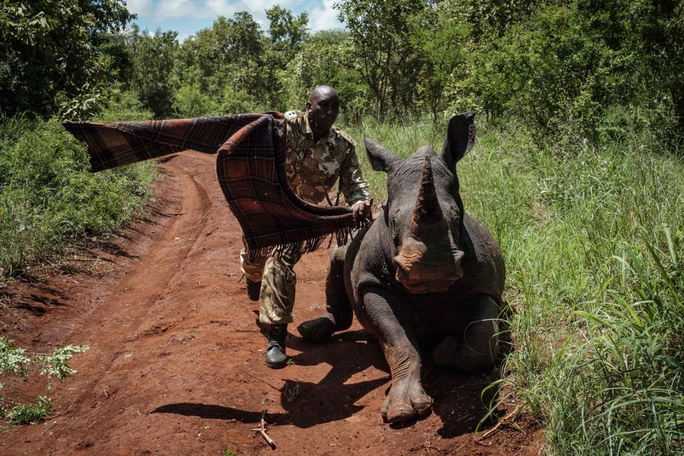 Un guardabosque de Kenia Wildlife Services (KWS) trata de tapar los ojos de la rinoceronte hembra sureÃ±a de 2 aÃ±os y medio, Elia, para calmarla despuÃ©s de recibir un disparo tranquilizante desde un helicÃ³ptero durante un ejercicio de identificaciÃ³n en el Parque Nacional Meru, a 350 km de Nairobi, Kenia, el 5 de abril de 2018.