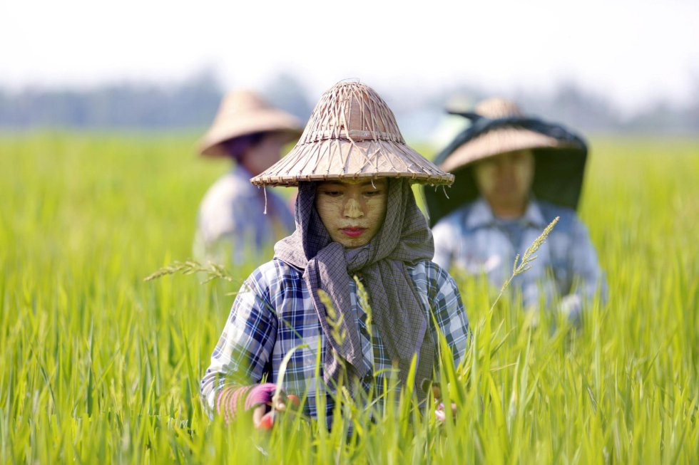 Agricultores birmanos trabajan para mantener un cultivo de arroz a las afueras de Naipyidó (Birmania).