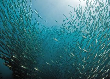 Los peces emigran al norte para escapar del cambio climático