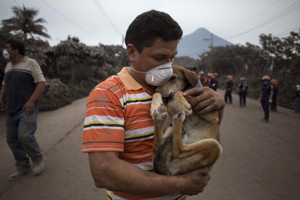 Un ciudadano lleva a su perro tras rescatarle despuÃ©s de la erupciÃ³n del VolcÃ¡n de Fuego en Escuintla (Guatemala), el 4 de junio de 2018.