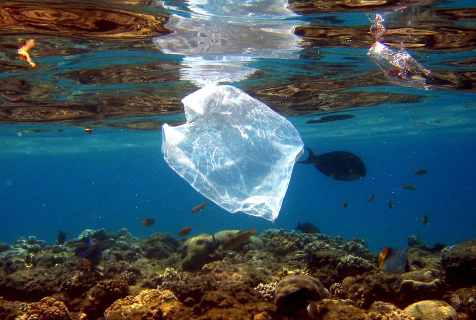 Dia Mundial do Meio Ambiente 2018