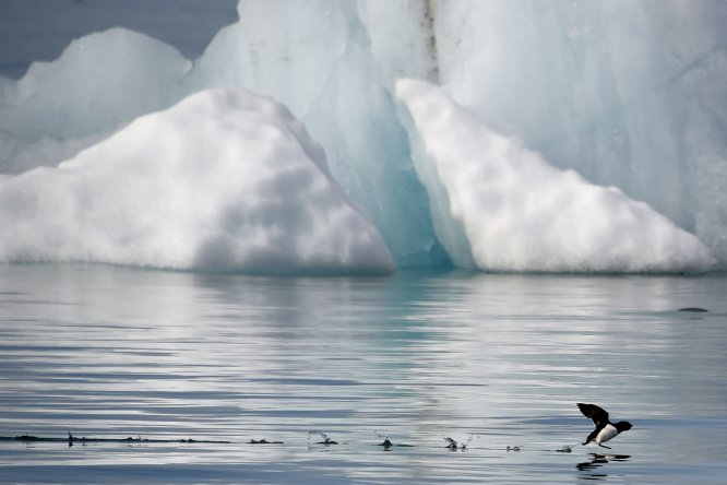 O gelo ocupa 60% da superfície de Longyearbyen, a localidade mais setentrional do planeta. “Há mais ursos polares do que pessoas”, diz Javier Reverte. Mais precisamente, 3.000 ursos e 3.000 habitantes, dado que leva a lei a exigir que qualquer cidadão que saia dos núcleos populacionais ande armado com um rifle. A vida ali não é simples. As árvores não crescem nem se pode cultivar nada. A madeira é um produto de luxo. No entanto, esses inconvenientes são compensados com benefícios sociais e ausência de impostos. Por exemplo? Os noruegueses contam com uma ajuda de 20.000 euros para se instalarem ali e o álcool é vendido sem restrições e livre de impostos, o que reduz muito o seu custo.