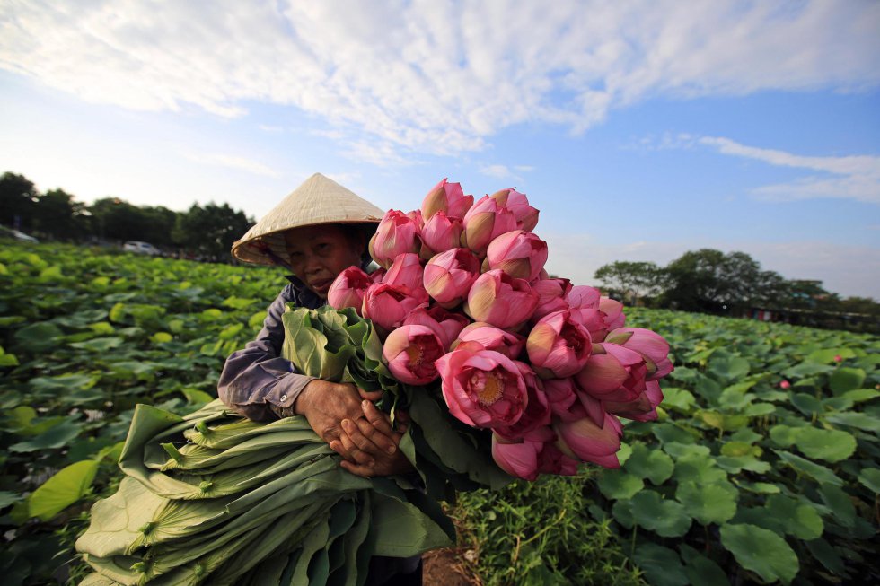 Una mujer recoge flores de loto en un lago  de Hanoi (Vietnam). 