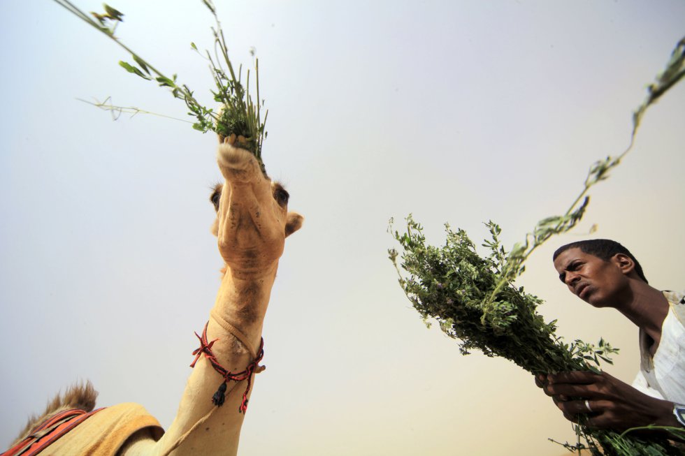 Un hombre da de comer a un camello en Kassala (Sudán).