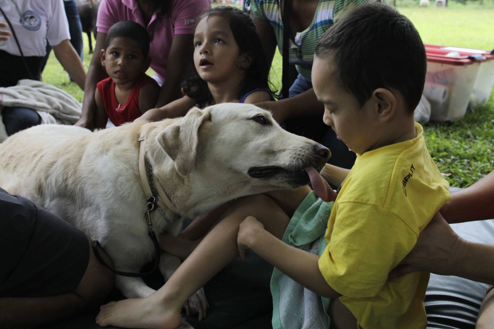Fiona, un perro entrenado como terapeuta para tratar a niños con parálisis cerebral, juega con Geovany Gonzalez en Panamá.