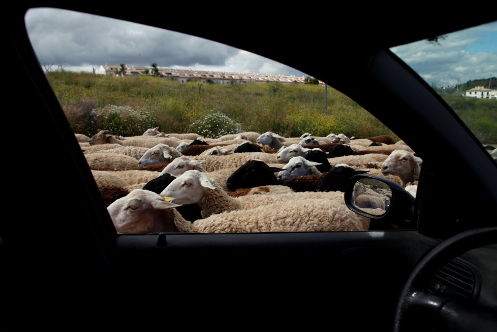 Un rebaño de ovejas a las afueras de Ronda (España).