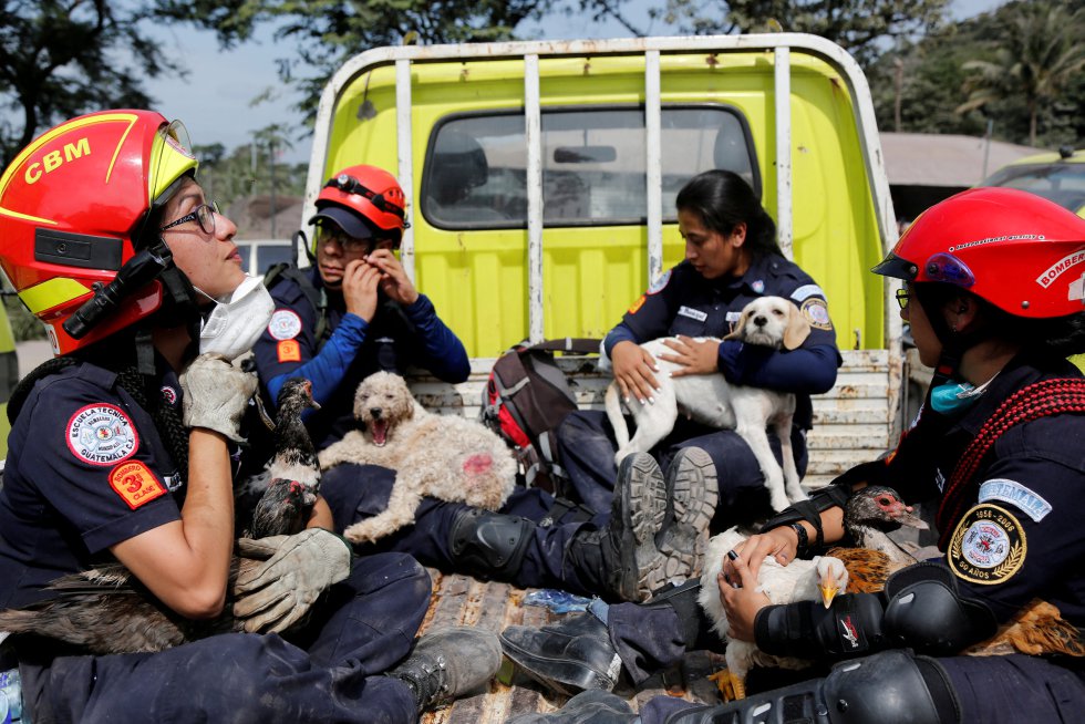 Bomberos cogen en brazos a un grupo de mascotas rescatadas tras la erupción del Volcán de Fuego en San Miguel Los Lotes, Escuintla (Guatemala).