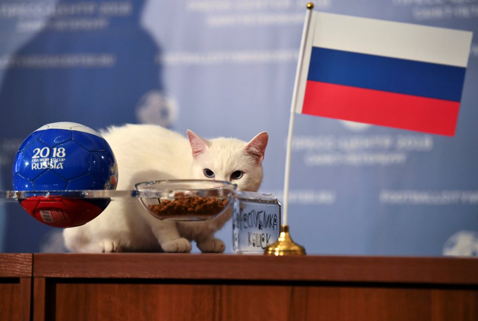El gato Achilles trata de predecir el ganador del primer partido del Mundial de Rusia 2018.