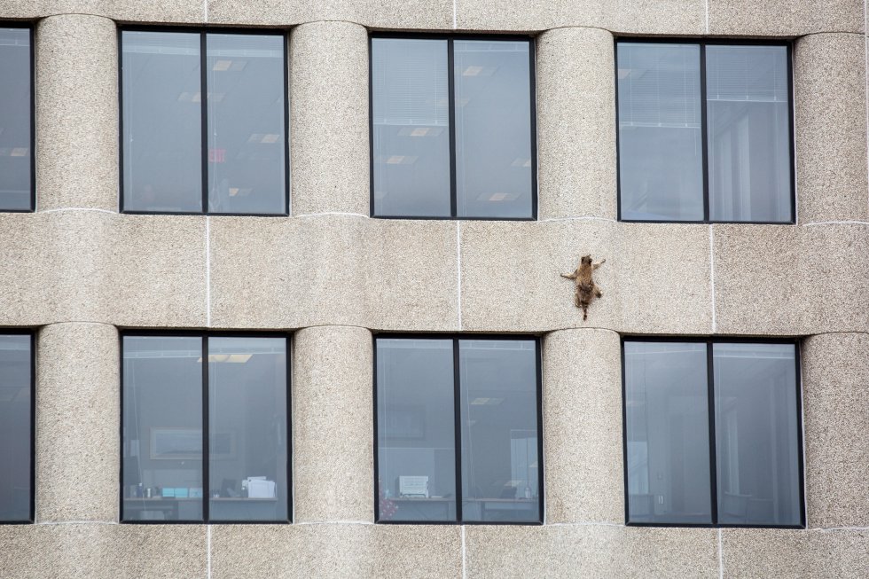 Un mapache trepa por la fachada de un edifiico en St. Paul, Minnesota.