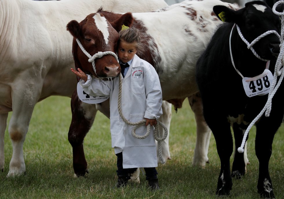 Una niña junto a un buey durante el Royal Cheshire County Show cerca de Tabley (Gran Bretaña).