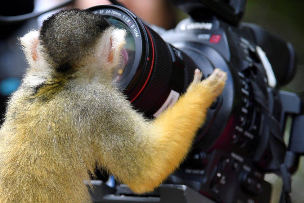 Un mono ardilla de cabeza negra juega con una cámara en el zoológico de Londres (Gran Bretaña).