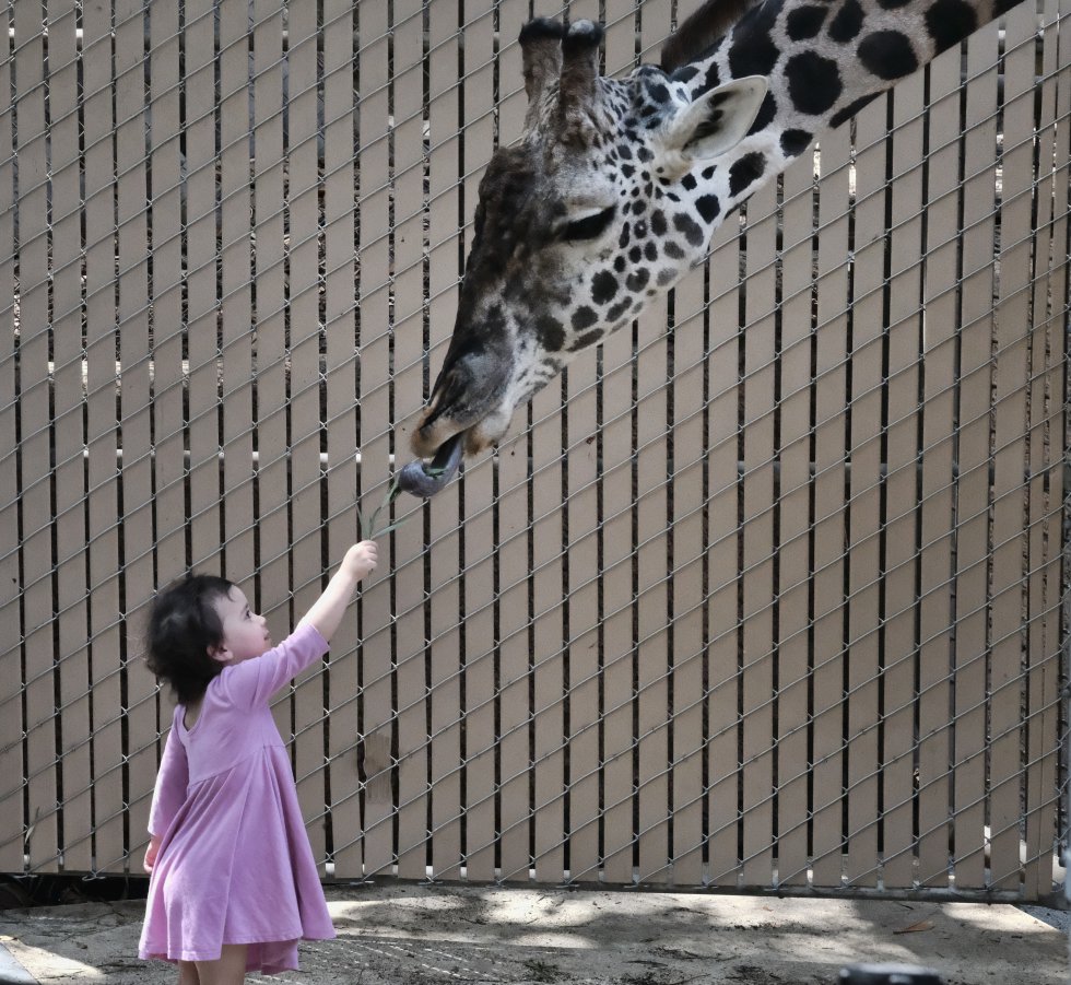 Una niña da de comer a una cría de jirafa Masai en el zoo de Los Ángeles.