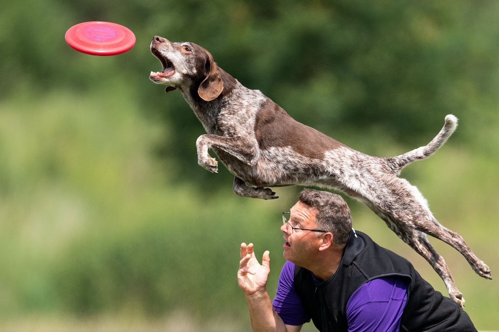 Un perro y su dueño compiten en un campeonato de Dogfrisbee en Erftstadt (Alemania).