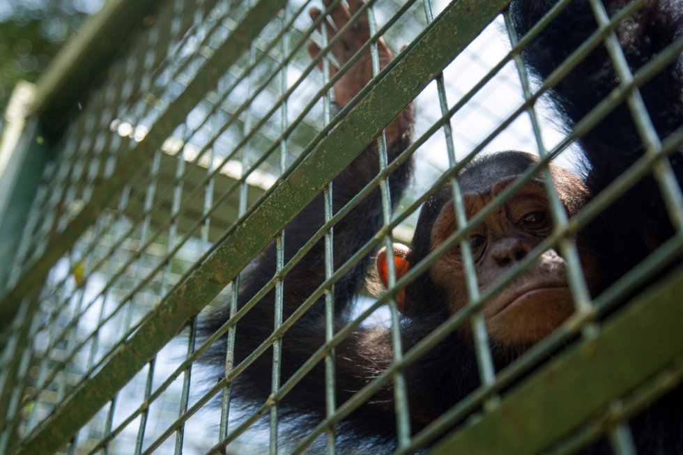 Un chimpancé en una jaula durante su rehabilitación tras ser rescatado en el Centro de Educación de Vida Silvestre de Uganda en Entebbe.