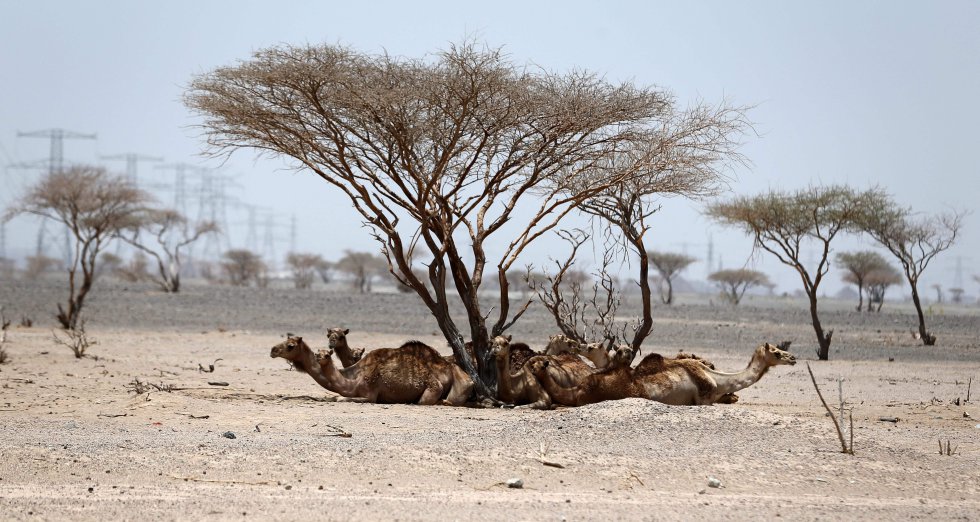 Camellos descansan bajo los árboles en el desierto de Sharjah en Emiratos Árabes Unidos.