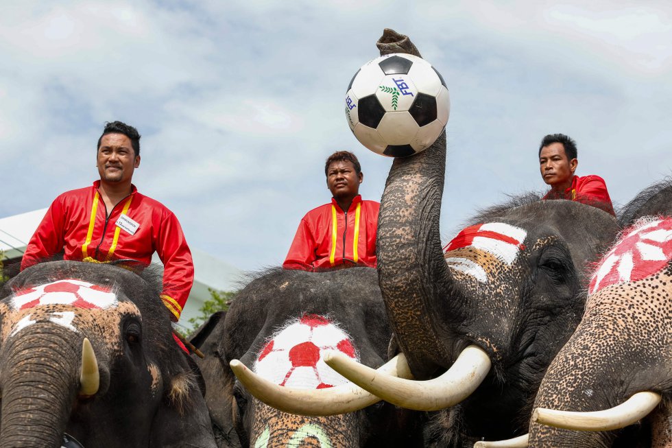 Elefantes participan en un partido de fútbol en Ayutthaya (Tailandia).