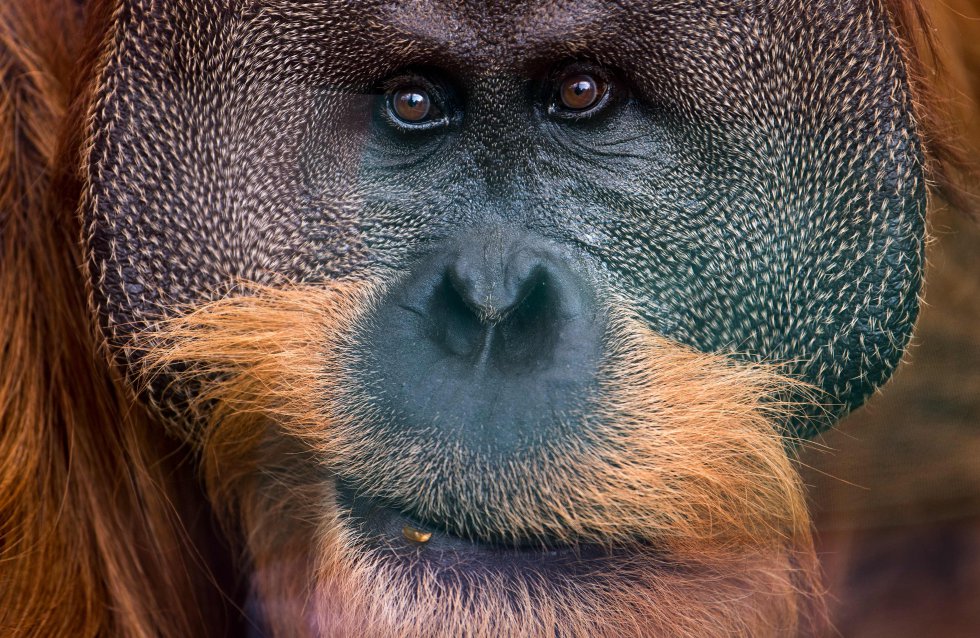 Retrato de Pongo, un orangután del zoo de Dresden (Alemania).