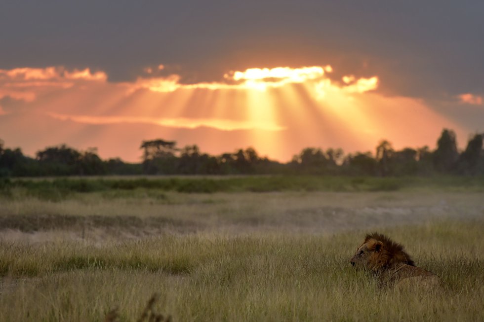 Un león se sienta en la hierba del Parque Nacional de Amboseli (Kenia).