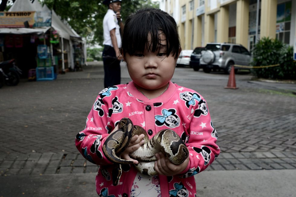 Una niña indonesia posa con una serpiente frente a una tienda de animales en Jakarta.