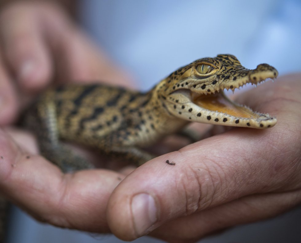 Una mujer sujeta un cocodrilo recién nacido en el zoo de Hoyerswerda (Alemania). 