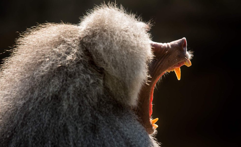 Un babuino bosteza en su recinto en el zoológico de Tierpark Hellabrunn en Munich (Alemania). 
