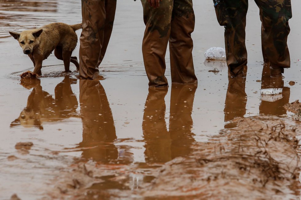 Un perro camina detrás de unos soldados de Laos en las áreas inundadas en Sanamxai.