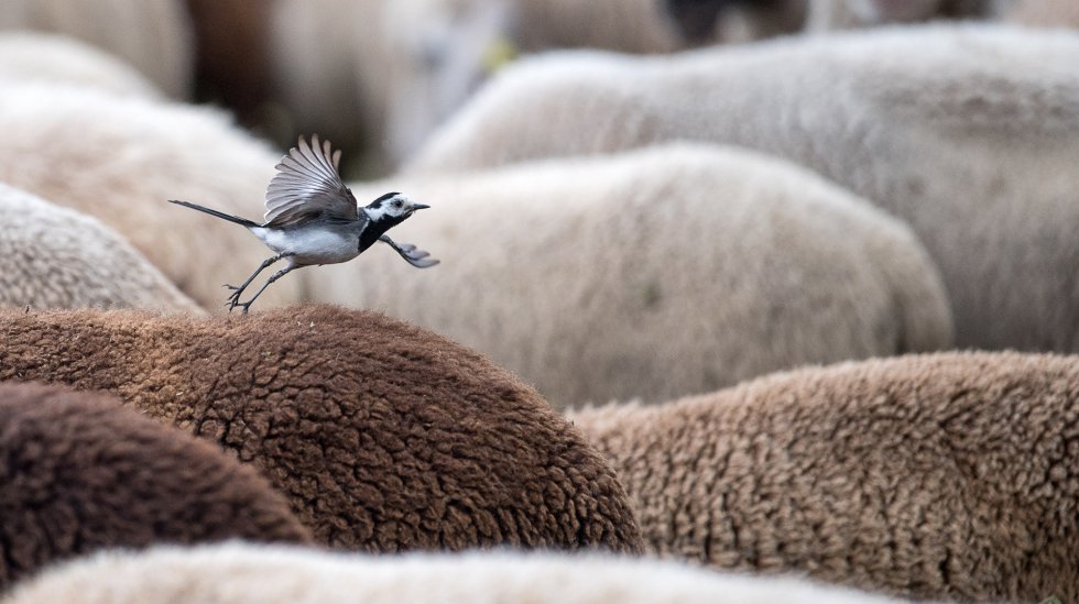 Una aguzanieves alza el vuelo desde el lomo de una oveja en Herrenberg (Alemania). 