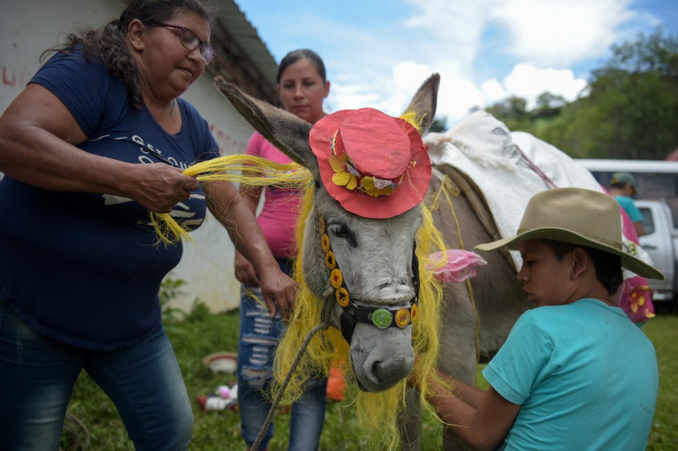 Un burro acicalado para el concurso regional de burros de Moniquira (Colombia).