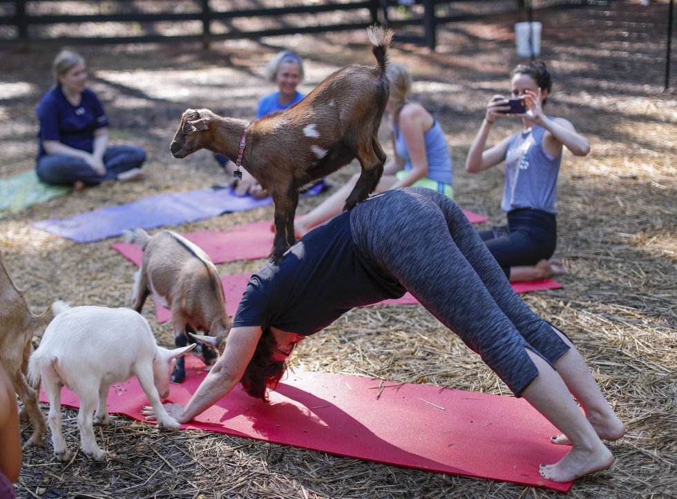 Mujeres participan en una clase de yoga con cabras enanas nigerianas en el retiro de bienestar Serenbe en Chattahoochee Hills, Georgia. 