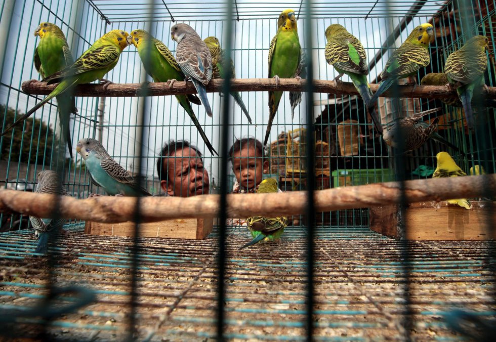 Un padre y su hijo eligen pájaros en un mercado en Depok, Java Occidental (Indonesia).