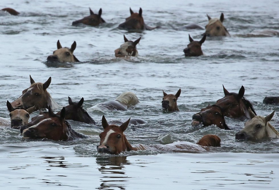 Ponis salvajes nadan a través del canal de Assateague en Chincoteague, Virginia. 