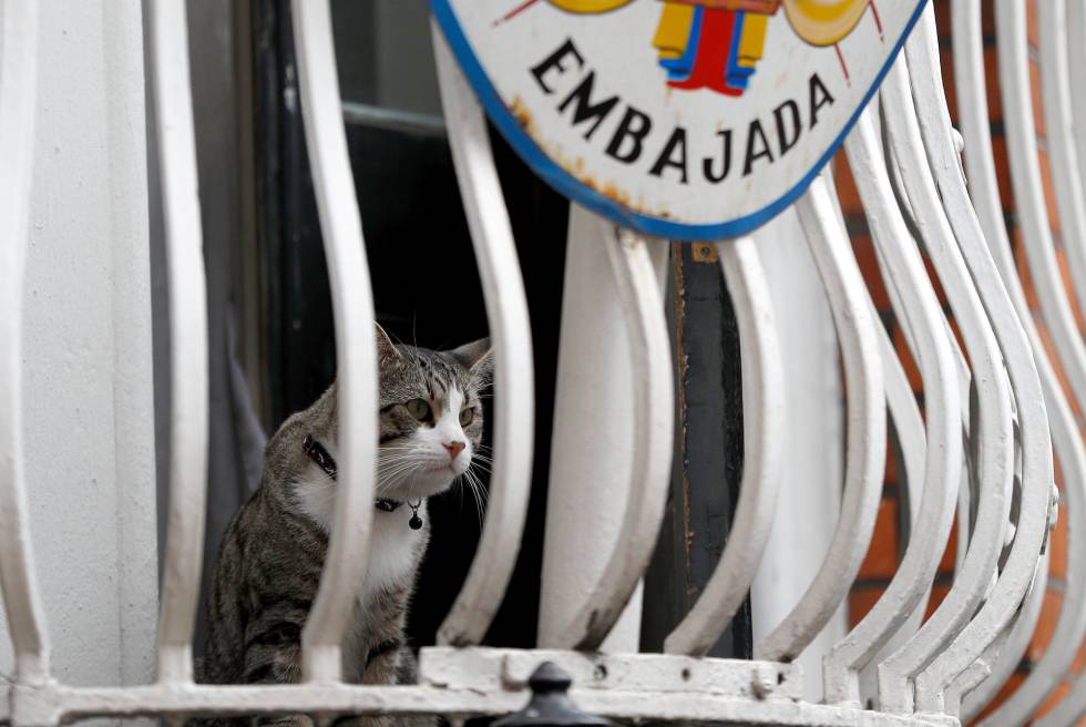 El gato de Julian Assange en el balcón de la Embajada de Ecuador en Londres (Reino Unido).