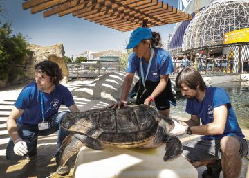 La tortuga boba llega a las playas españolas