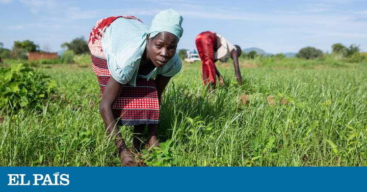 La agricultura en África, clave para la paz | Planeta Futuro | EL PAÍS